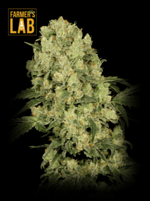 Farmer's lab offers feminized cannabis seeds, including the popular AK-47 Autoflower Seeds strain. These high-quality seeds are perfect for both experienced and beginner growers, ensuring a successful and rewarding cultivation experience. Choose AK-47 Autoflower Seeds.
