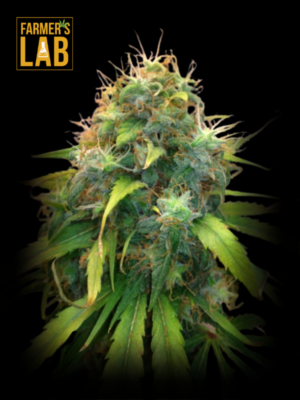 A cannabis plant with the words Agent Orange Feminized Seeds and farmer's lab on it.