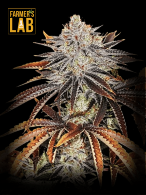 A cannabis plant with the words farmer's lab on it, grown from Alien Technology x Do-Si-Dos Feminized Seeds.