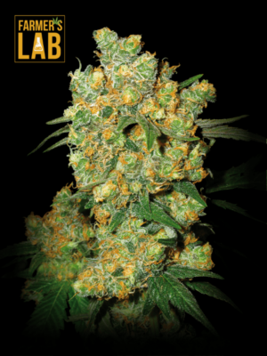 Farmer's lab offers a selection of high-quality feminized seeds, including the popular Big Bud Feminized Seeds strain.