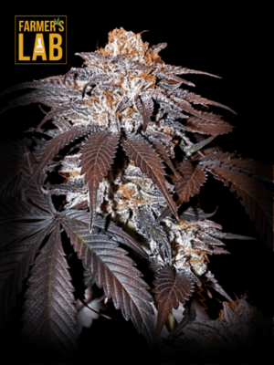 A BlackBerry Autoflower Seeds cannabis plant with the words farmer's lab on it.