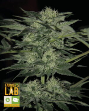 An image of a Blue Dream Fem cannabis plant with the words 'Farmers Lab' on it.