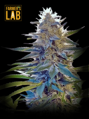 Farmer's lab offers a selection of Blue Widow Feminized Seeds, including the popular Blue Widow strain.