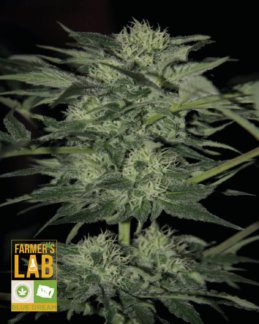 An Autoflower Blue Dream-Autoflower cannabis plant image with the words 'fantasy lab' on it.