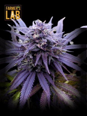 A purple cannabis plant with Blueberry Regular Seeds and farmer's lab written on it.