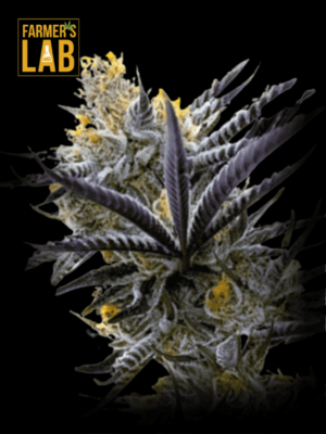 A black background with the words Farmer's Lab and Blueberry Badazz OG Feminized Seeds on it.