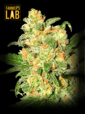 Farmer's lab offers a selection of feminized seeds, including the popular strain Bruce Banner #3-Feminized.
