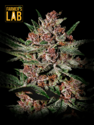 Farmer's lab offers a wide selection of feminized cannabis seeds, including the popular strain Bubba Kush - Fem.