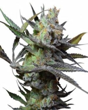 A Gorilla Glue #4 Fem marijuana plant on a white background.