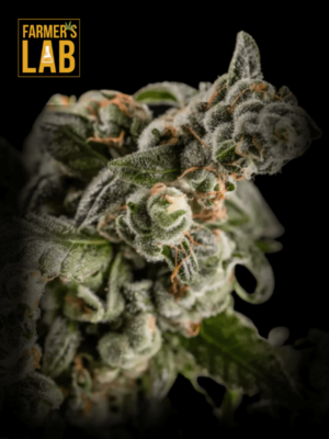 Farmer's lab feminized cannabis seeds, featuring CBD Cafe Racer Seeds (-0,2% THC) for exceptional THC and CBD levels.
