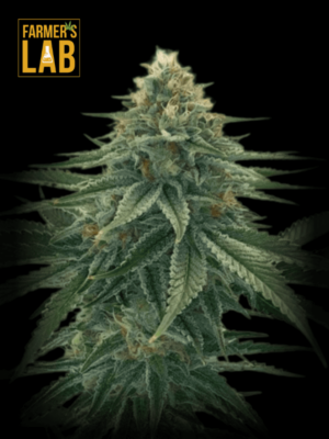 Premium CBD Tangie (1:15) feminized cannabis seeds from Farmer's Lab.
