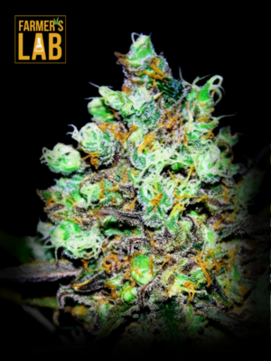 A Candy Kush Feminized Seeds cannabis plant with the words farmer's lab on it.
