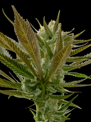 A Candy Punch Regular Seeds cannabis plant on a black background.