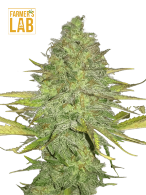 Farm lab feminized Auto CBD Cheese (1:1)-12 seeds are available for purchase at just $89. These seeds have been expertly bred to produce Auto CBD Cheese (1:1) plants with a balanced 1:1 ratio of CBD and THC.