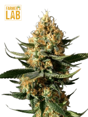 Chemdawg Fast Version Seeds