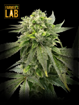 Farmer's lab offers Chocolope x Candy Feminized Seeds.
