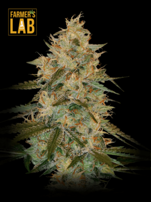 Farmer's lab feminized seeds, offering a selection of Chocolope Kush Regular Seeds.