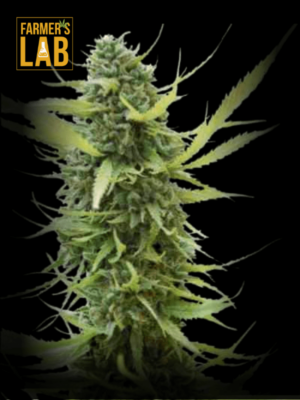 Farmer's lab feminized Colombian Gold Autoflower Seeds, including Colombian Gold strains.