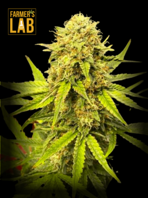 Farmer's lab feminized seeds offering a wide selection of Cookies & Berries Autoflower Seeds for growers seeking flavorful Berries and aromatic Cookies strains.