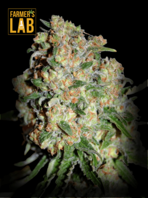 A critical fast version cannabis plant with the words farmer's lab on it, called Critical Fast Version Seeds.