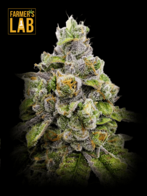 Farmer's lab offers a selection of Do-Si-Dos Feminized Seeds, including the highly sought-after Do-Si-Dos strain.