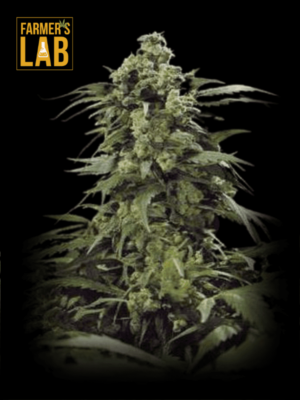 Farmer's lab offers G13 (fem) seeds for quality yields. Our wide range of strains includes the sought-after G13 (fem) variety.