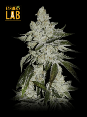 Farmer's lab offers a selection of Fast Version Seeds for growing high-quality feminized cannabis plants, including the popular Girl Scout Cookies Fast Version Seeds strain.