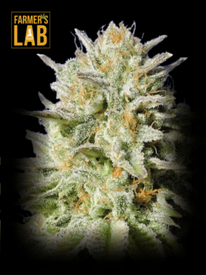 Farmer's lab feminized seeds now available in Fast Version and Gorilla Glue #4 Fast Version Seeds strains. Don't miss our popular Gorilla Glue #4 Fast Version Seeds variety!