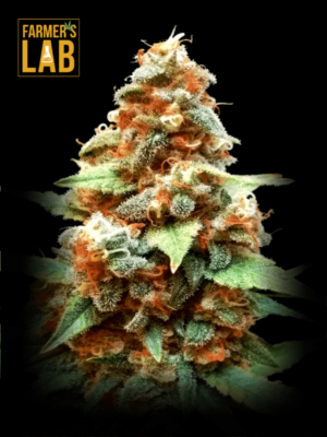 Farmer's lab Hindu Kush regular cannabis seeds.