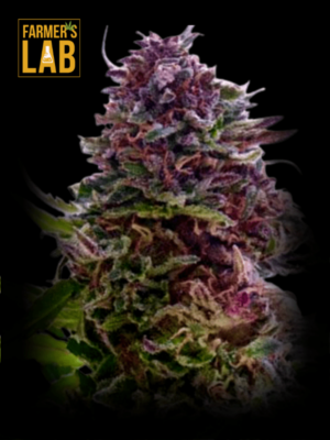 A purple flower with the words Grand Daddy Purp Feminized Seeds on it.