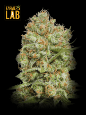 Farmer's lab offers a selection of feminized cannabis seeds, including the popular strain Green Crack Fast Version Seeds. Whether you are a seasoned grower or just starting out, our fast version seeds guarantee a quicker and