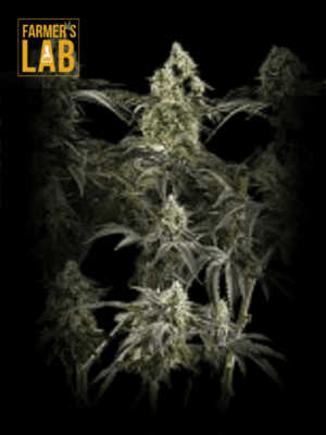 Green Crack x Core Feminized Seeds for Farmer's lab Green Crack cannabis seeds.