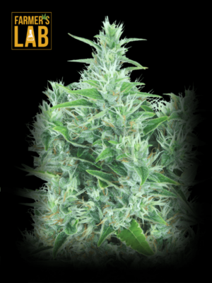 Farmer's lab offers Kali Mist Feminized Seeds.