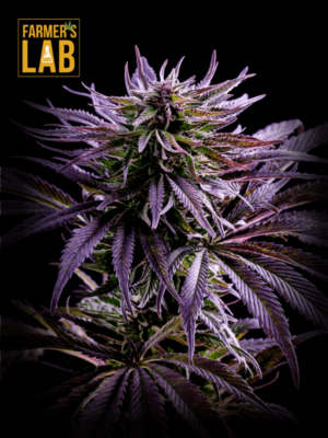 A purple CBD Kush Seeds (1:1) plant with farmer's lab written on it, grown from seeds.