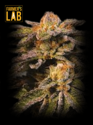 Farmer's lab L.A. Confidential x Afghan Kush Feminized Seeds.