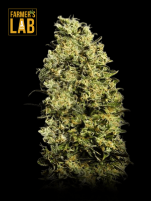 M8 Feminized Seeds are available at Farmer's Lab.