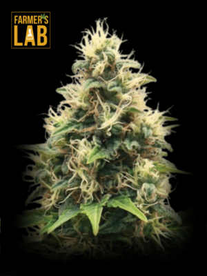 Farmer's lab offers high-quality Mango Kush Feminized Seeds, including the renowned Mango Kush strain.