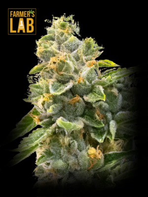 Northern Critical Feminized Seeds from Farmer's lab.