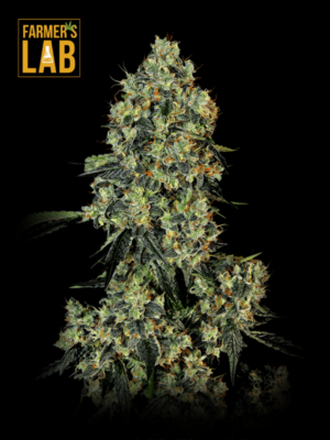 Farmer's lab offers feminized OG Kush Fast Version Seeds and Fast Version cannabis seeds.