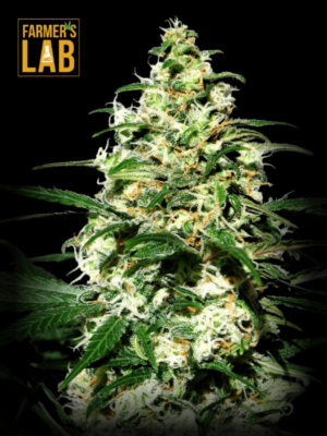 Farmer's lab offers PINEAPPLE EXPRESS Feminized Cannabis Seeds.