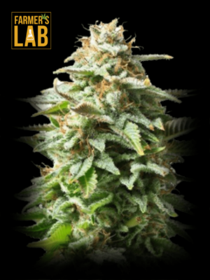 Farmer's lab Rosetta Stone (fem) cannabis seeds.