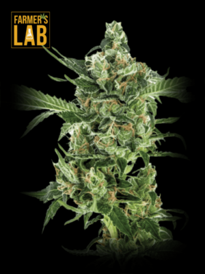Sour Diesel Feminized Seeds available at Farmer's lab.