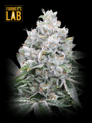 Farmer's lab specializes in offering high-quality Star Killer x Do-Si-Dos Feminized Seeds. Our selection includes some of the most sought-after strains, ensuring that our customers can