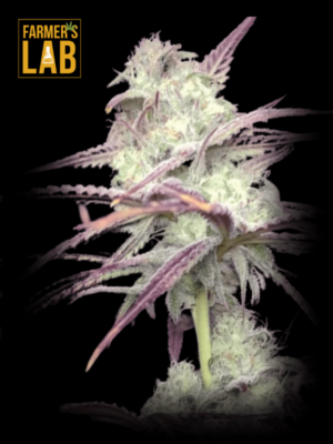 Farmer's lab offers Strawberry Banana Cheese Feminized Seeds with delicious strawberry and banana flavors.