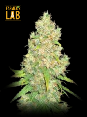 Farmer's lab offers a selection of feminized seeds, including the popular Sugar Black Rose Regular seeds. Discover high-quality genetics that produce superior yields and exceptional flavors. Plant these feminized seeds for optimal sugar.