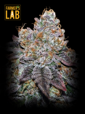 Farmer's lab offers a wide variety of feminized cannabis seeds, including the popular Sunset Sherbet Feminized Seeds.