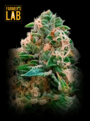 Farmer's lab offers a wide selection of Sweet Tooth x Gorilla Glue Feminized Seeds strains.