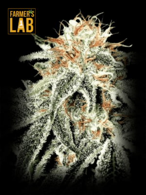 Farmer's lab offers Auto CBD White Widow Seeds (1:1), which have a balanced 1:1 ratio of THC to CBD.