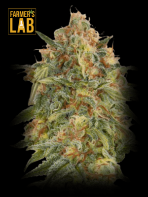 Farmer's lab offers Zkittlez Fast Version Seeds, a popular strain of cannabis seeds that grow quickly.