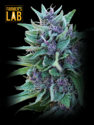 Farmer's lab offers a selection of Zkittlez x Tangie Power Feminized seeds.